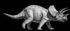 Triceratops