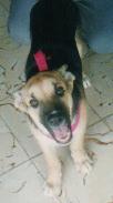 Daisy whe she was 6 human-months old