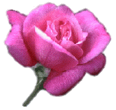 Tea Rose
