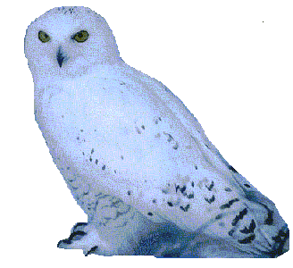 Beautiful Snow 
Owl