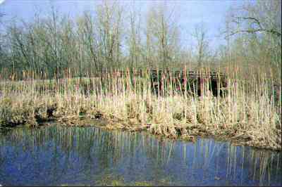 marsh.jpg (13702 bytes)
