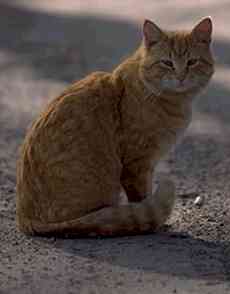 cat.jpg (5511 bytes)