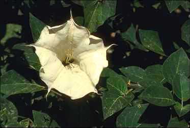 datura.jpg (10578 bytes)