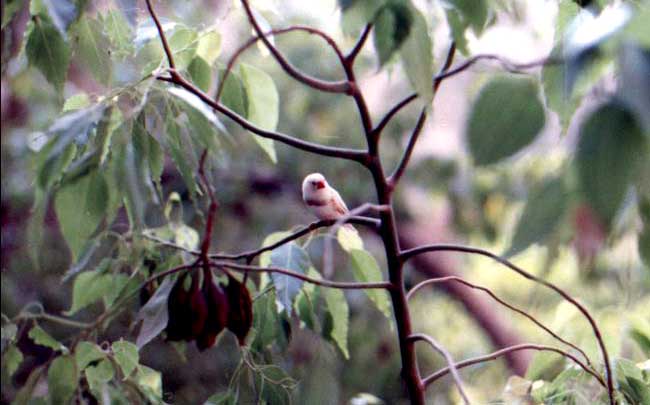 Bird1
