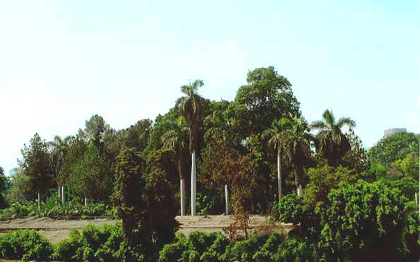 Zamalek1
