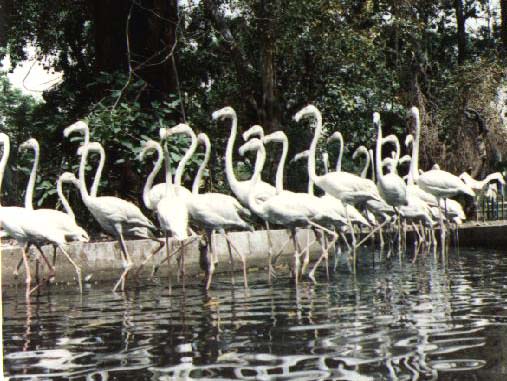 Zoo1