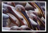 Bird2