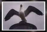 Bird3
