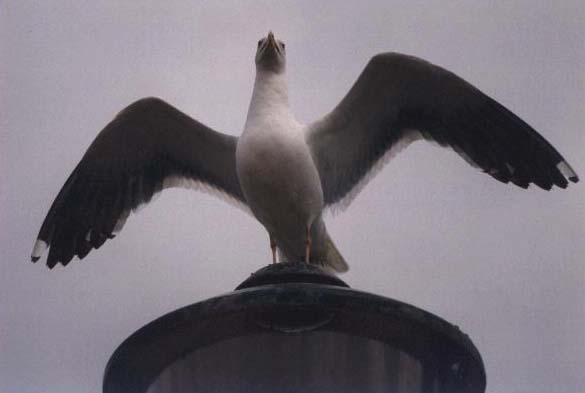 Bird3