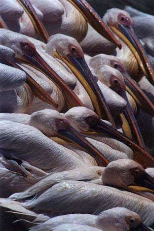 Birds2
