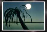 Palm