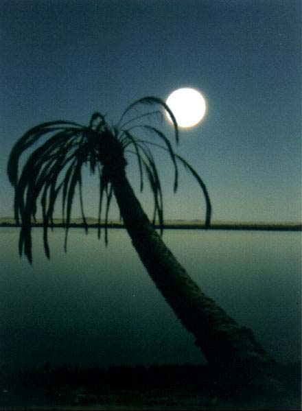 Palm