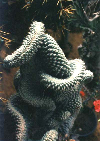Plant