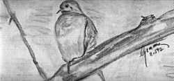 bird on branch