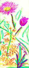 Wild Daisy