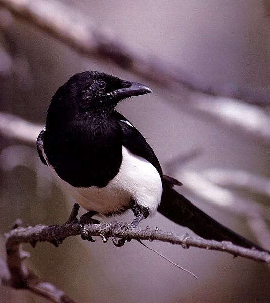 /user/magpie.jpg
