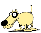 cat and dog