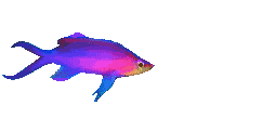 fishy2.gif (20491 bytes)