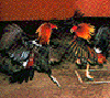 Gallos