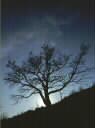 albert_rot_arbol.jpg (2580 bytes)
