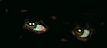 eyes2.gif (3025 byte)