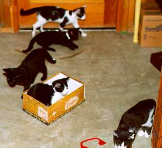 The Movie Kittens: Baby, Rebel, Annie, Queen, and Lady of Louisville, KY. Click on their photos to learn more about them.