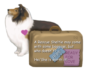 Go here to find Sheltie Rescue clubs all over the US