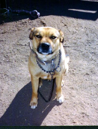 Tyson