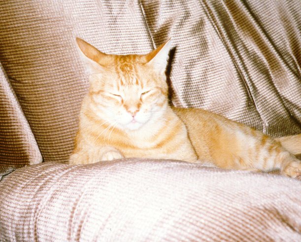 Max the Cat