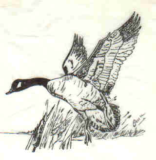 Honker