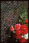 A Rose at the Wall
