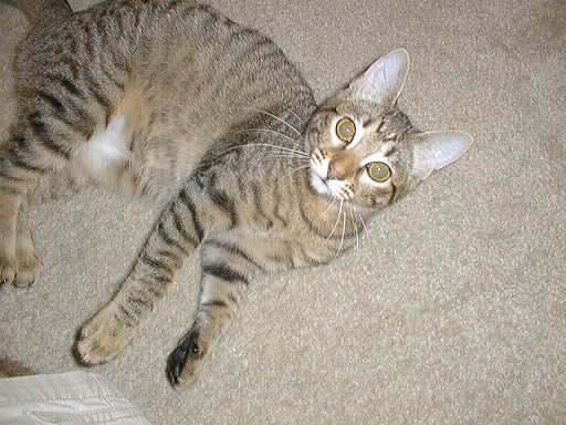 Zoe pretending to be cute?