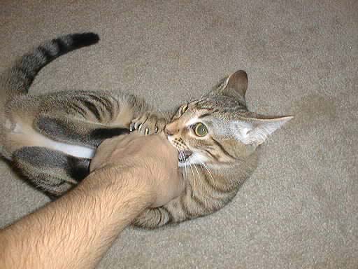 So ferocious!  Ahhh!