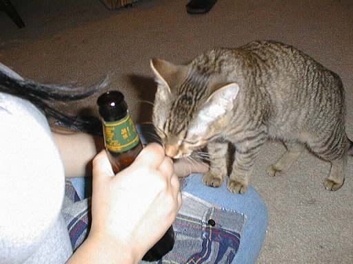 Here kitty kitty, get the beer...