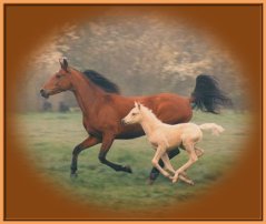 FADING EDGES LESSON HORSE GRAPHIC