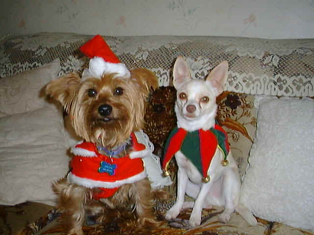 Dog2.jpg (66007 bytes)