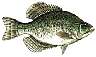 bcrappie.gif