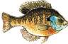 bluegill.gif