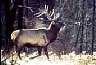 elk002.jpg