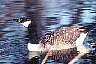 goose1.jpg