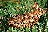 rabbt1.jpg
