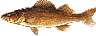 walleye.gif
