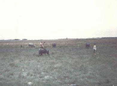 RODEO2