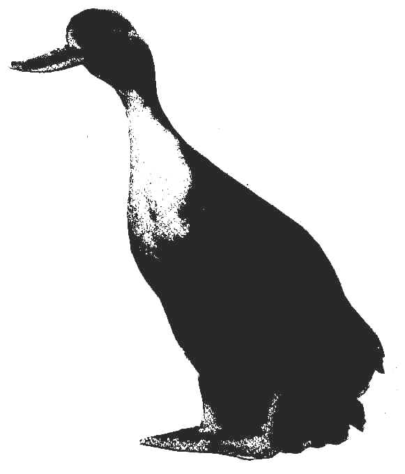 siwash.jpg (22136 bytes)
