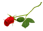 Rose #2