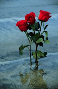 Rose #3
