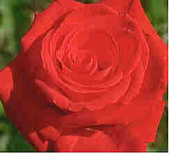 Rose #7