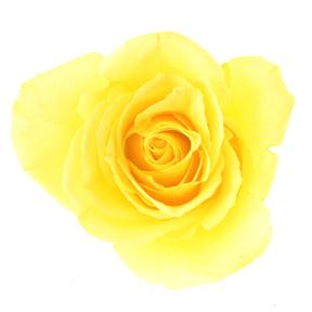 Rose #10
