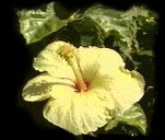 State Flower-Yellow Hibiscus Brackenridgei