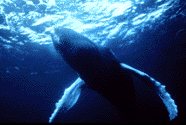 State Marine Mammal